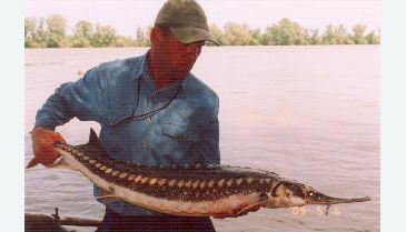 125_Stellate Sturgeon_Acipenser stellatus.jpg